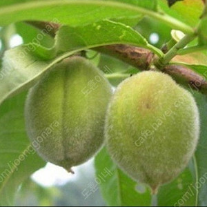 개복숭아 돌복숭아 무주 농산물 직거래 전국 무료배송 개복숭아청 담으세요 개복숭아 판매