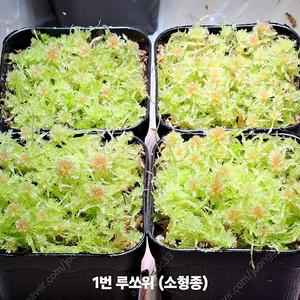 레드 생수태