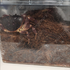 블랙아이크랩 무료나눔