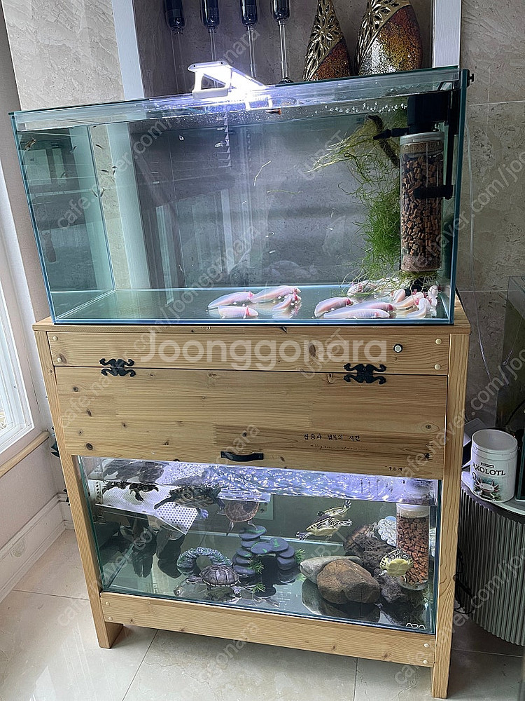 (경기 북부) 우파루파, 테라핀 키우기 프리미엄 ADA...--0