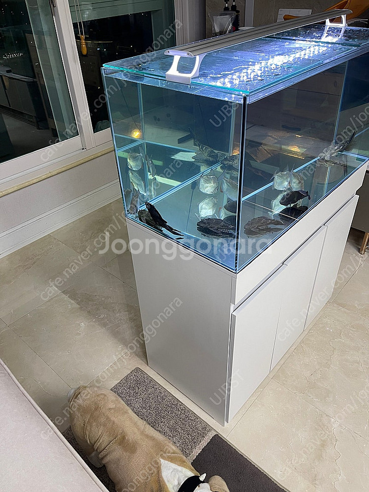 (경기 북부) 프리미엄 3자 광폭 수조 90x45x45...--6