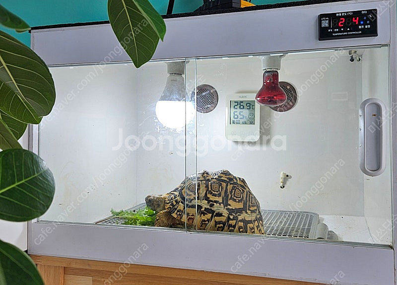 육지거북 레오파드와 사육장 판매해요--0