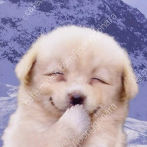 스타벅스 프리퀀시 일반2 일괄팔아요-1700원