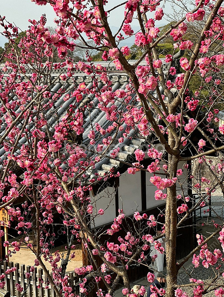 카카오 배그 카배 클랜 사요~--0