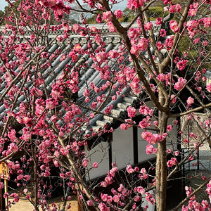 카카오 배그 카배 클랜 사요~