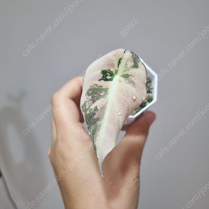 블랙벨벳 바리에가타 알로카시아 2번