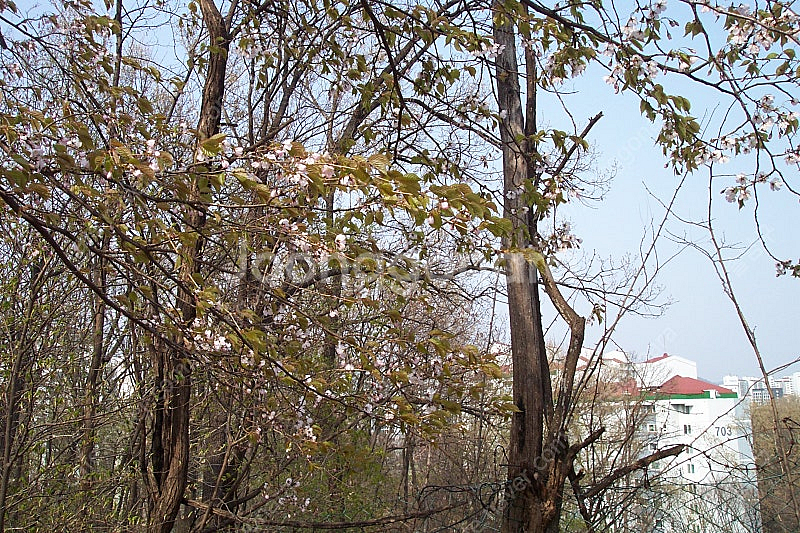 코닥 이지쉐어 DX3900 디카 팝니다--4