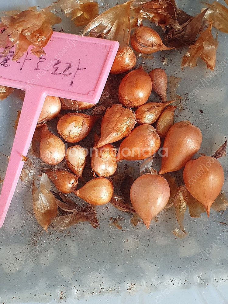 사랑초 구근세트--0