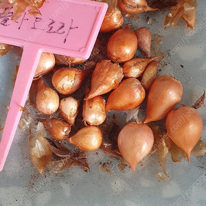 사랑초 구근세트