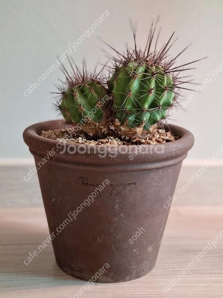 금액내림) 두갸르송+변경주쌍두선인장--0