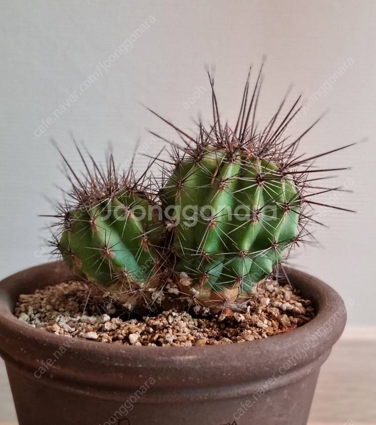 금액내림) 두갸르송+변경주쌍두선인장--1