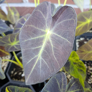 콜로카시아 블랙뷰티 이미지