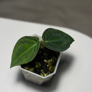 안스리움 안톨라키(BVEP) 라운드 x RA1 offset