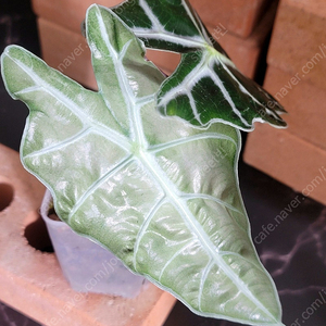 알로카시아 아마조니카 폴리 민트 바리에가타