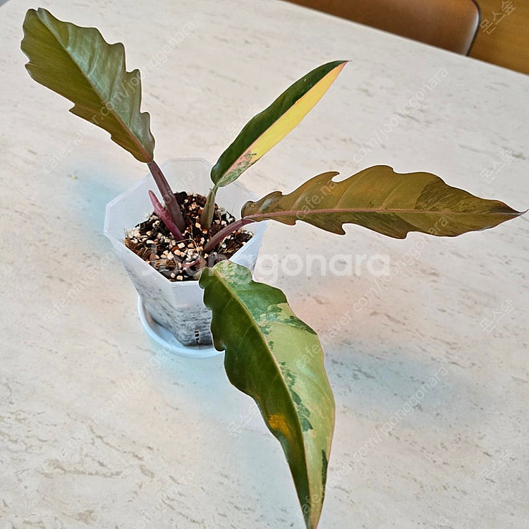 필로덴드론 카라멜마블 바리에가타 (택포)--0