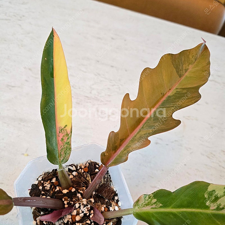 필로덴드론 카라멜마블 바리에가타 (택포)--1