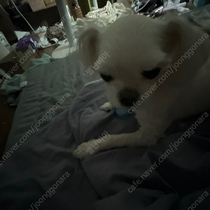 오리지널 티켓 일괄 급처 (택포)