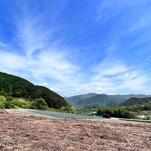 함양산 햇 건고사리