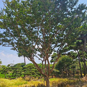 배롱나무 중고거래 | 중고나라 - 안심되는 중고거래