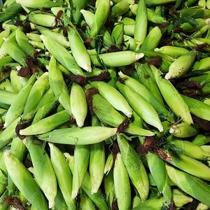 홍천찰옥수수판먜합니다
