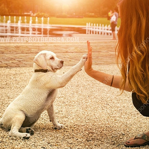 [장거리펫택시, 애견택시]"멍냥이 전용 PET VIP 비지니스(단독)"_ 강아지,고양이입양 및 장거리이용권 1장