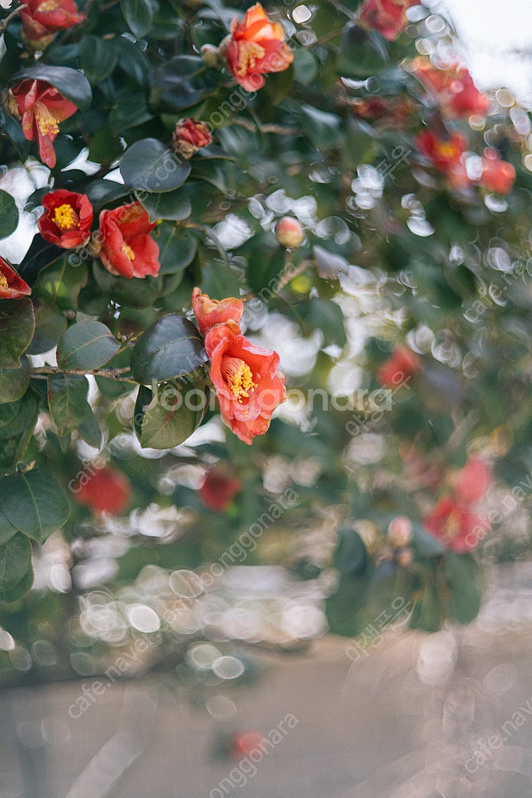 m42 마운트 코시논 cosinon 50mm 1.7 렌...--3