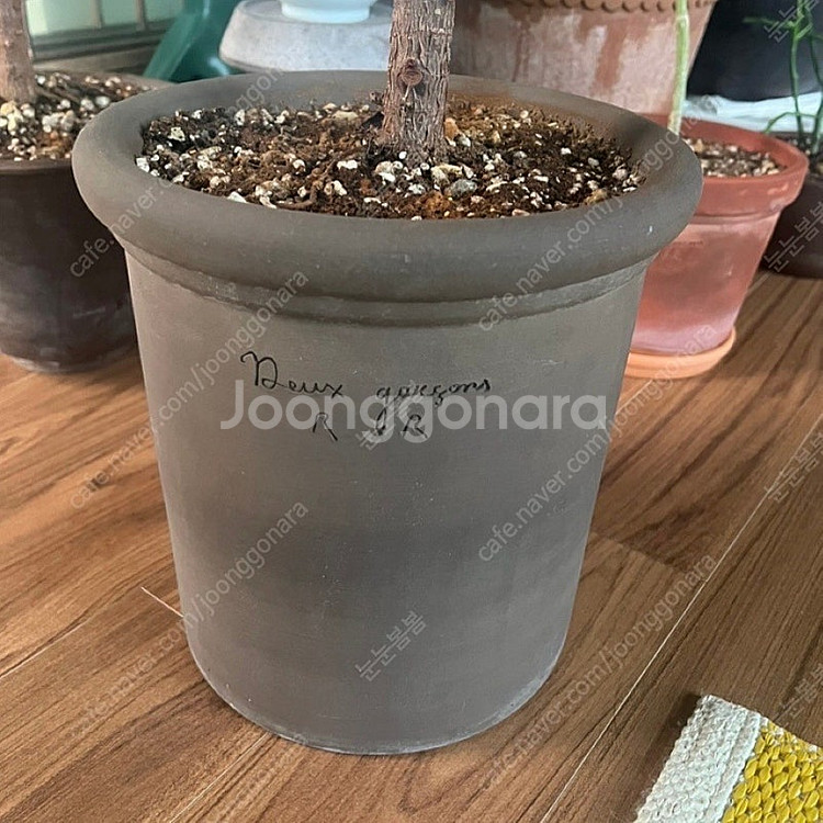 두갸르송 토분 택포--1
