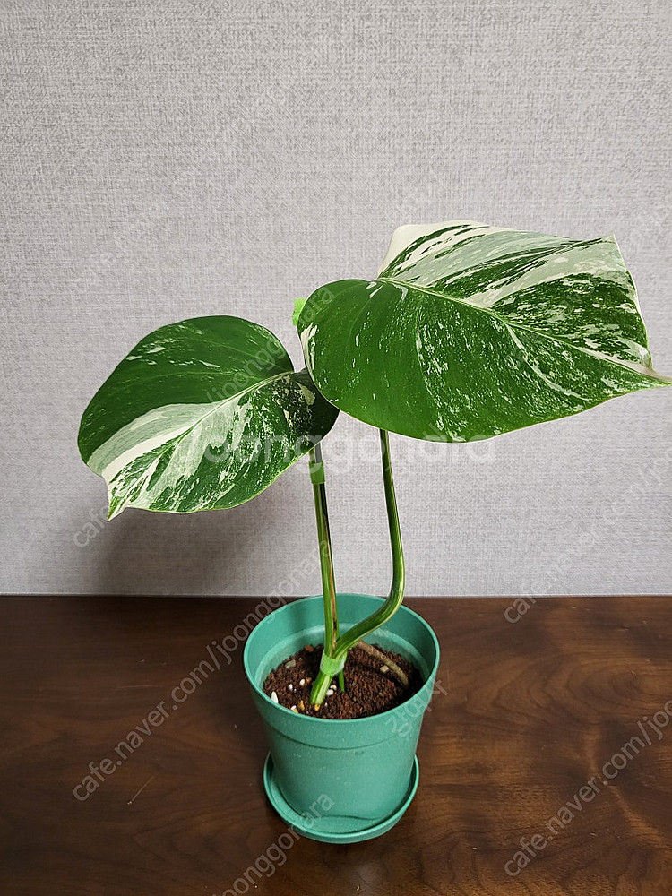 몬스테라 보르시지아나 알보 바리에가타--1