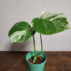 몬스테라 보르시지아나 알보 바리에가타