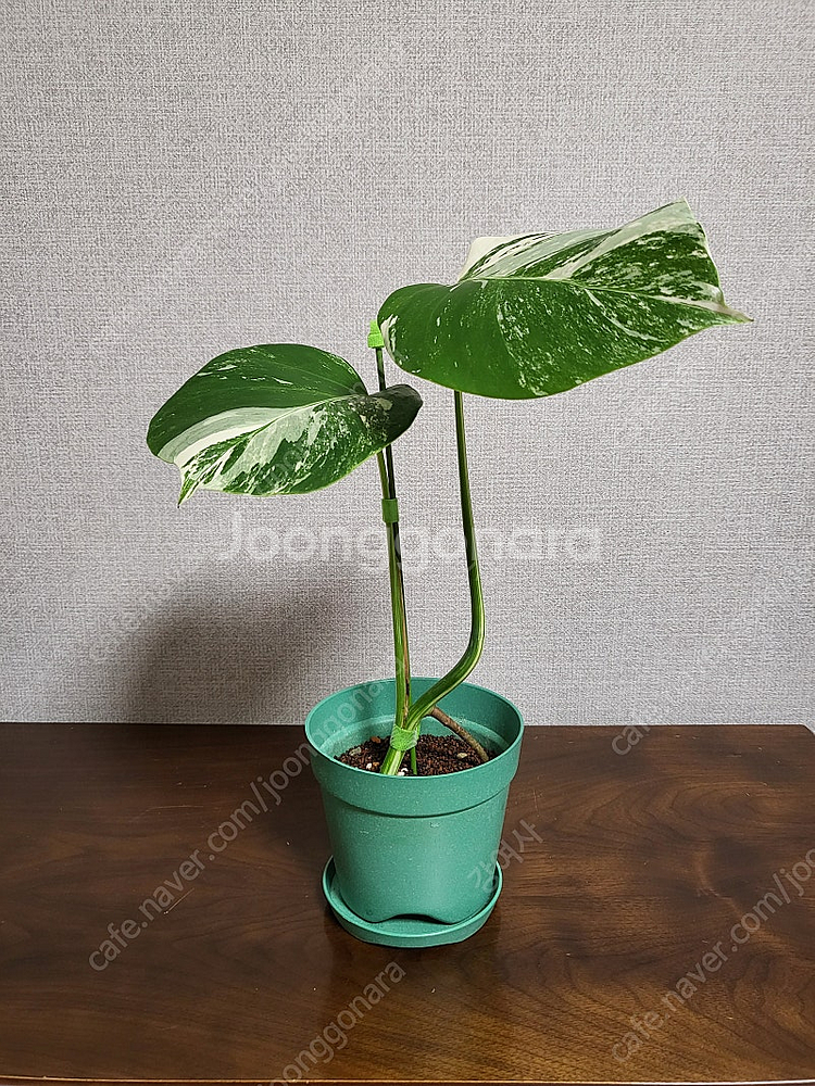 몬스테라 보르시지아나 알보 바리에가타--3