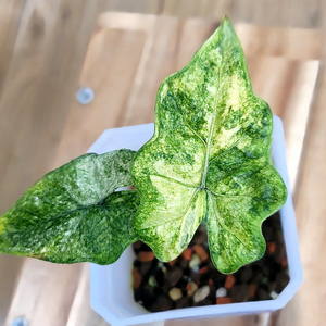 무늬 좋은 알로카시아 잭클린 미스틱 25번 라인