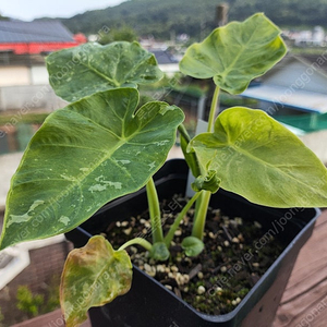 콜로카시아 기간테아 와규 이미지