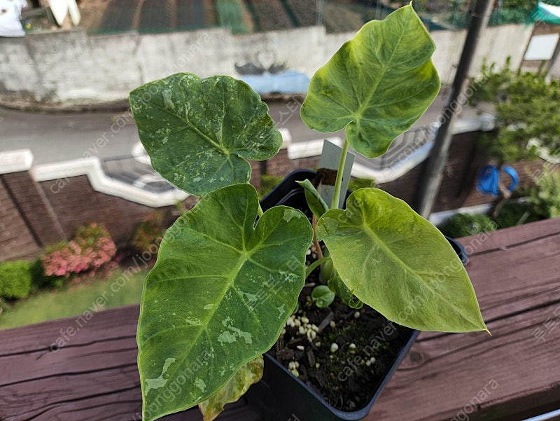 콜로카시아 기간테아 와규 이미지