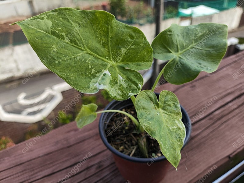 콜로카시아 기간테아 와규 이미지