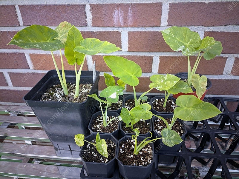 콜로카시아 기간테아 와규 이미지