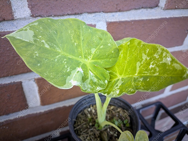 콜로카시아 기간테아 와규 이미지