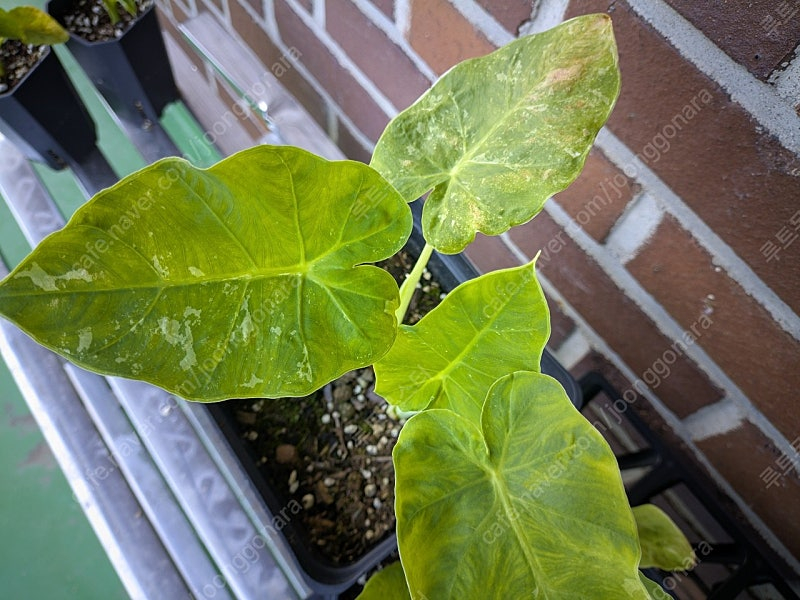 콜로카시아 기간테아 와규 이미지