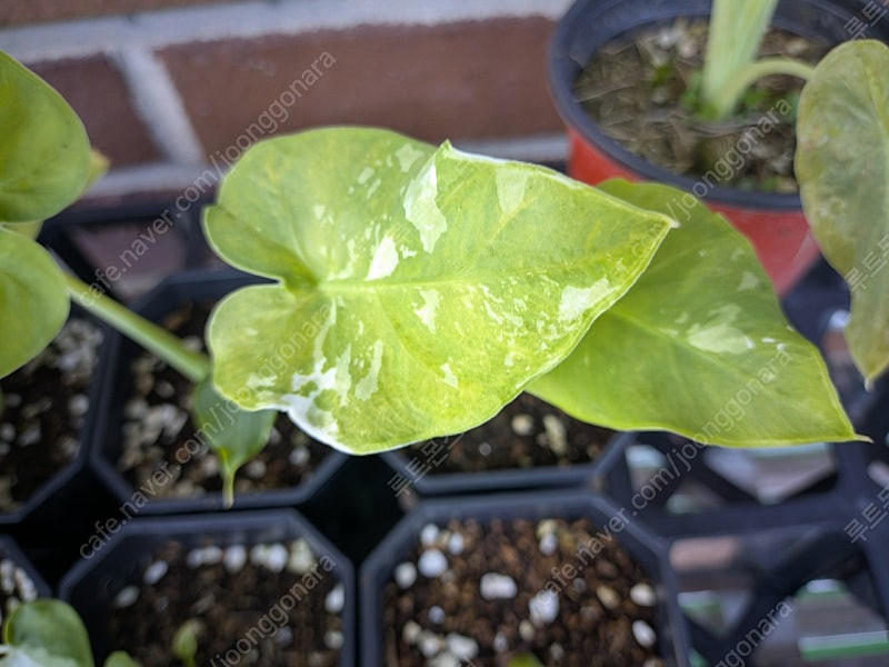 콜로카시아 기간테아 와규 이미지