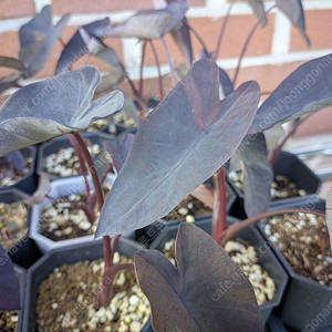 콜로카시아 블랙매직 이미지