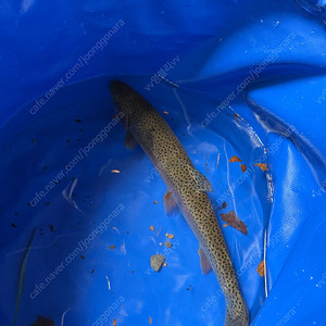 스벅스타벅스 프리퀀시 완성본 삽니다!!