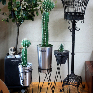 선인장 화분 인테리어소품 선인장조화 카페소품 다육이 식물 인테리어 모던소품 엔틱소품 레트로소품 빈티지소품 철제소품 철제화분 정원꾸미기 야외 소품 장식품 카페 집꾸미기 테라스 옷가게