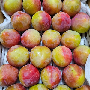 의성 옥자두 꿀맛 후무사 자두(5kg)