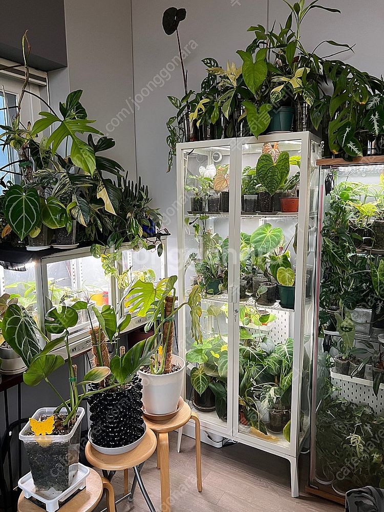 관엽식물 희귀식물--0