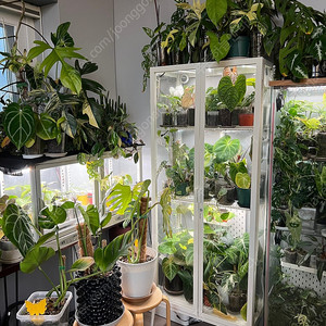 관엽식물 희귀식물