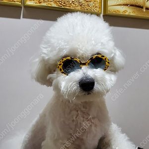 강아지체어 팝니다