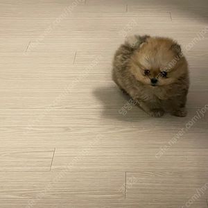 Skt 데이터 2기가 2천원 팔아요