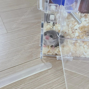(부산)4주 지나가는 피그미 애기들 분양합니다