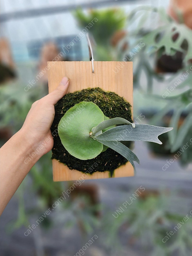 박쥐란 반나A 오리지널 자구분할개체 판매--1