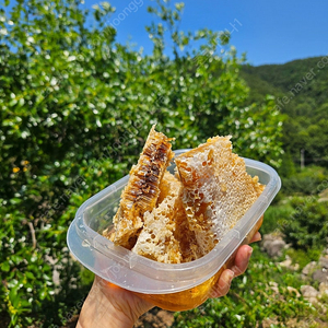 100% 토종꿀 및 꿀벌 분봉