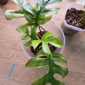 풀민트 히메 몬스테라